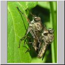 Tolmerus atricapillus - Raubfliege 01.jpg